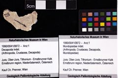 Foto (Objket + Etiketten) von Mundopsidae indet. 